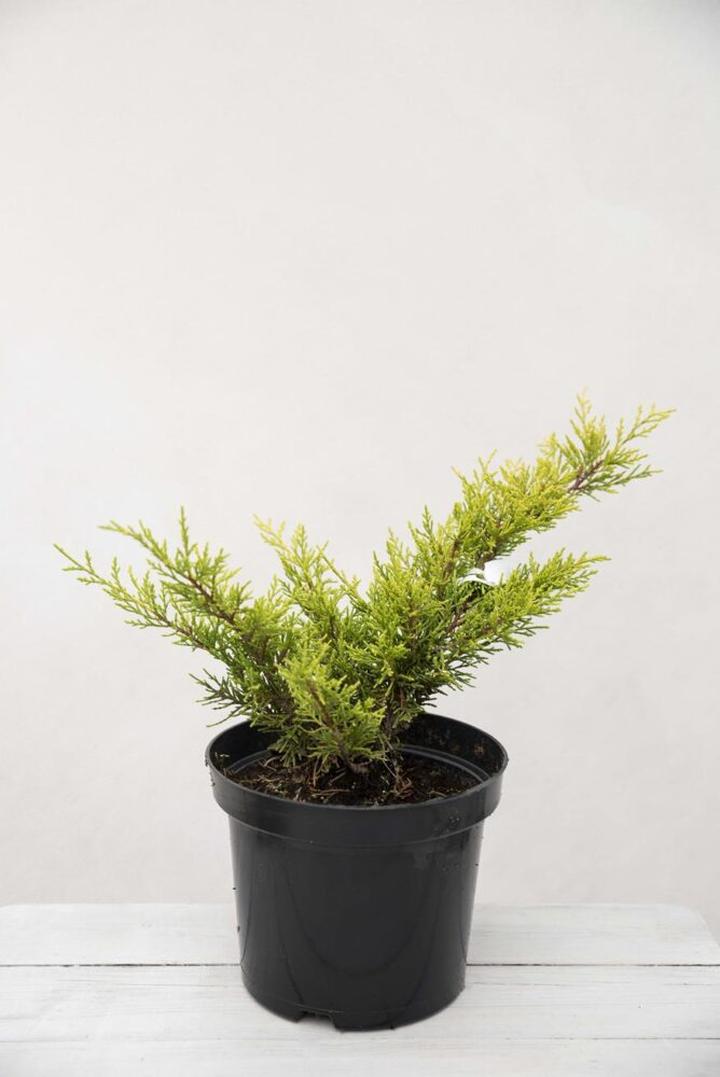 Kompozycje ogrodowe z jałowcem