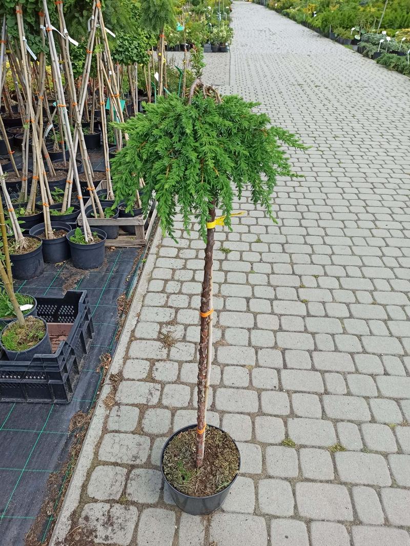 Rośliny pod jałowcem