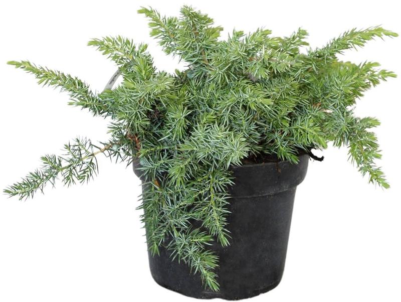 Rośliny towarzyszące jałowcowi