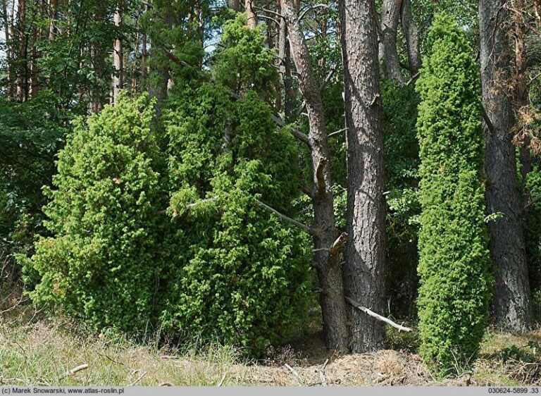 Jakie rośliny doskonale sprawdzą się pod jałowcem?
