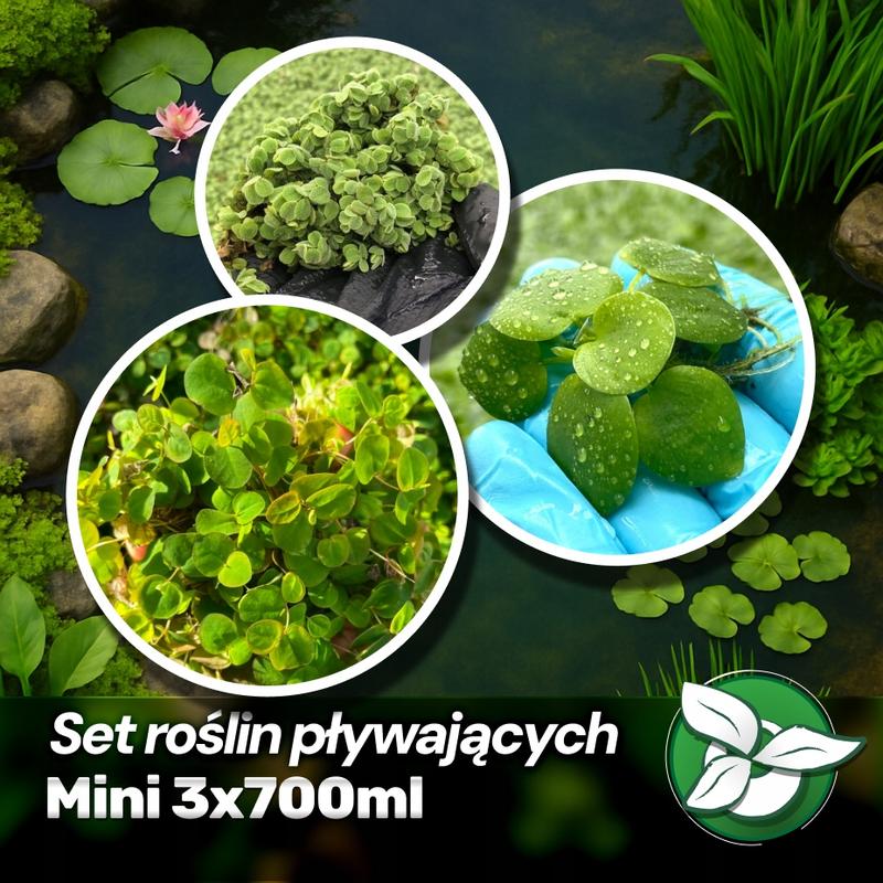 Pielęgnacja roślin w cieniu