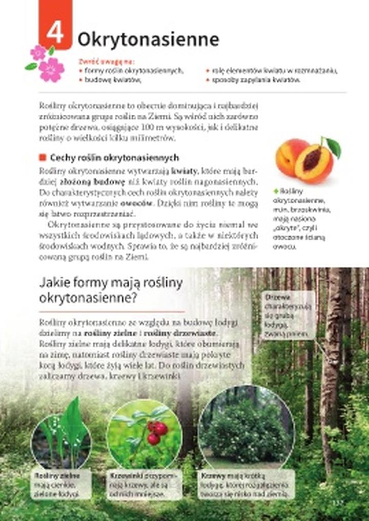 Rośliny pod drzewami iglastymi