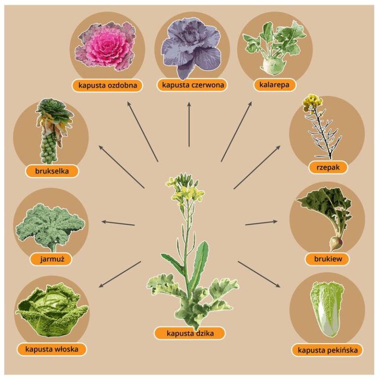 Rośliny, które doskonale sprawdzą się pod drzewami iglastymi