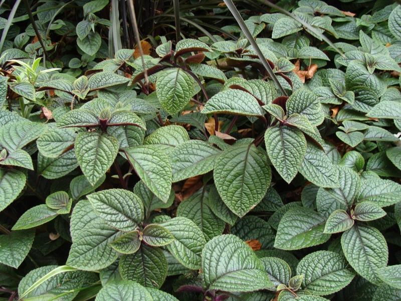 Biologia komarzycy zimą