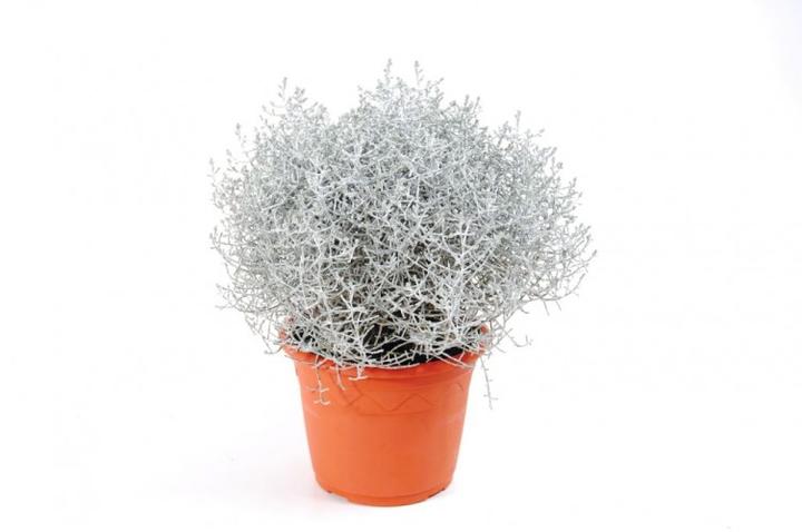 Estetyka ogrodu jesienią i zimą