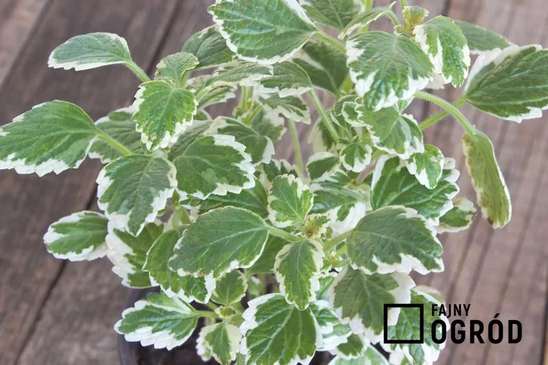 Metody zapobiegania komarom w domu