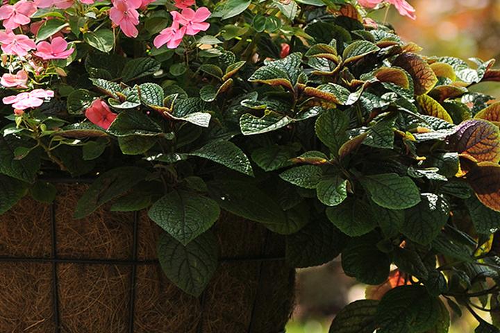 Mity i fakty o komarzycy