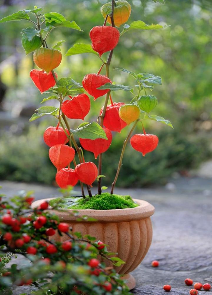 Rośliny do ogrodu na jesień