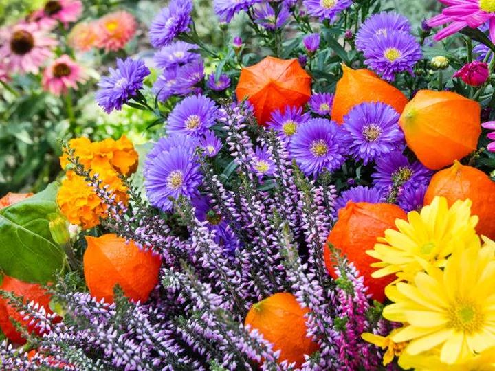 Rośliny odporne na mróz i chłód