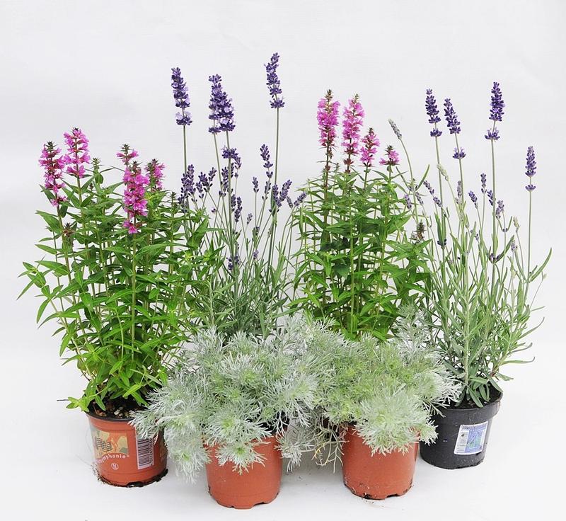 Sadzenie jesienne i przygotowanie ogrodu na zimę