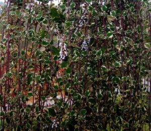 Czy komarzyca może przetrwać zimę w Twoim domu? Oto co warto wiedzieć!