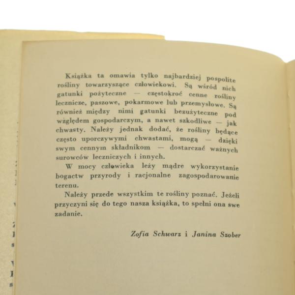 Rośliny towarzyszące tujom